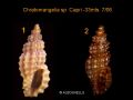 Clathromangelia granum